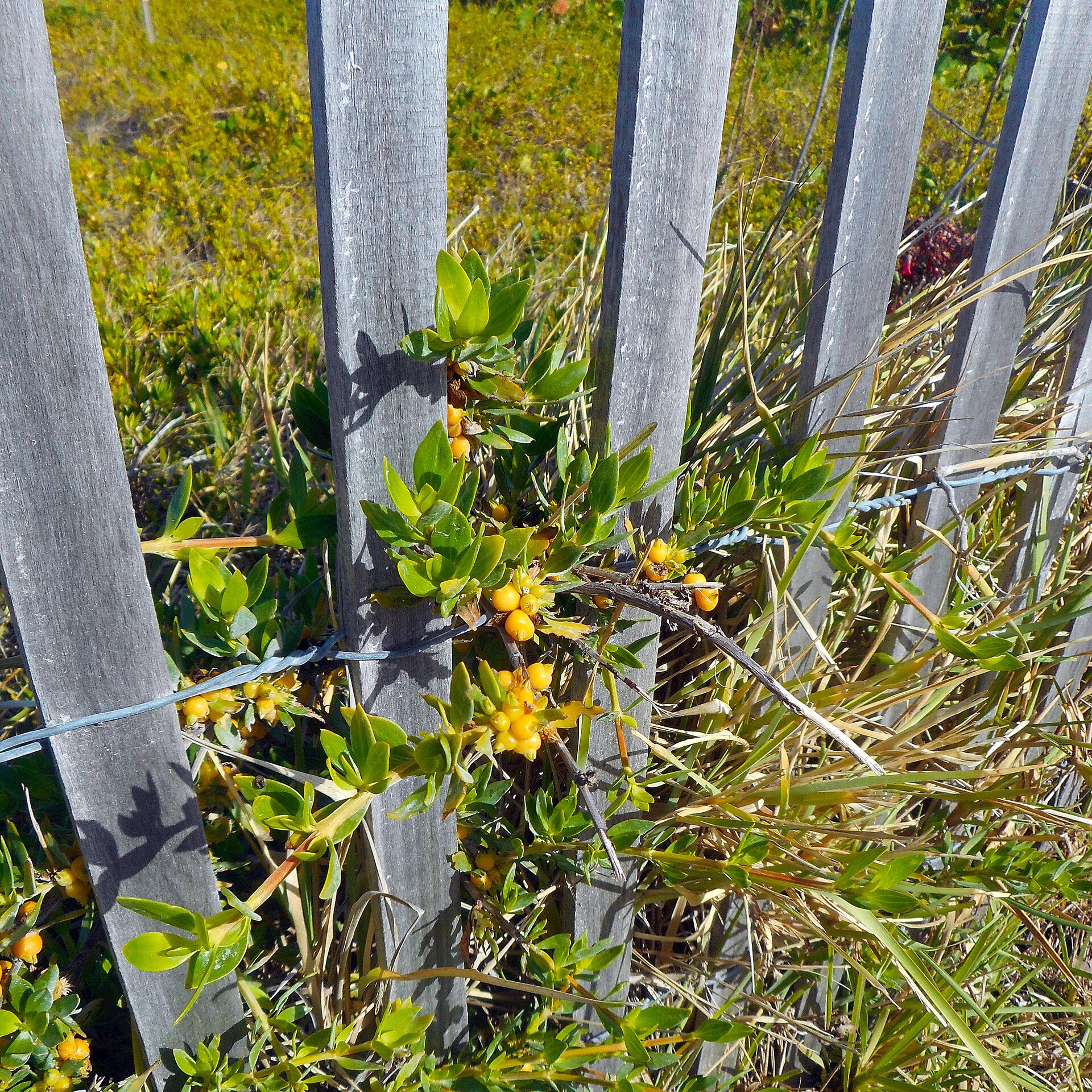 Miami Beach - Sand Dunes Flora - Plant with Yellow Flowers Growing Through Wooden Fence.jpg