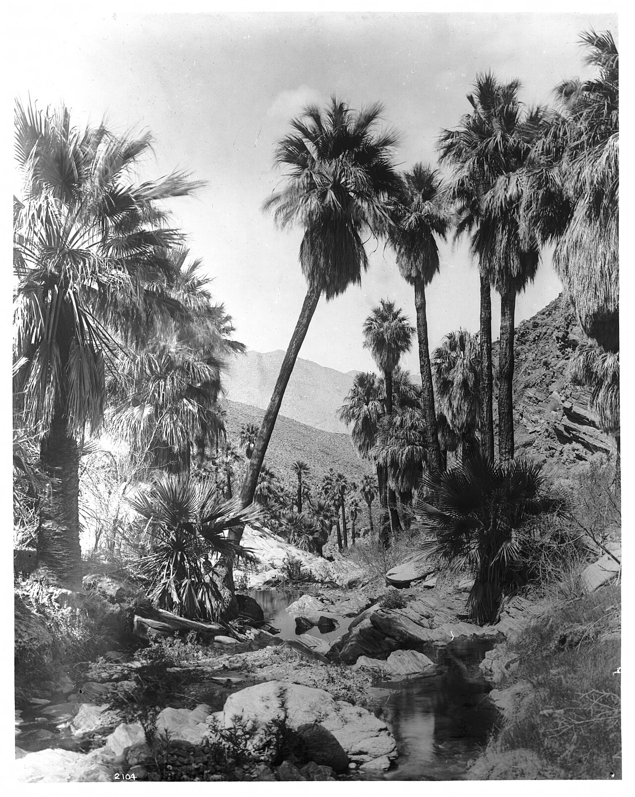 Palm Canyon near Palm Springs, showing palm trees over a creek, ca.1901 (CHS-2104).jpg