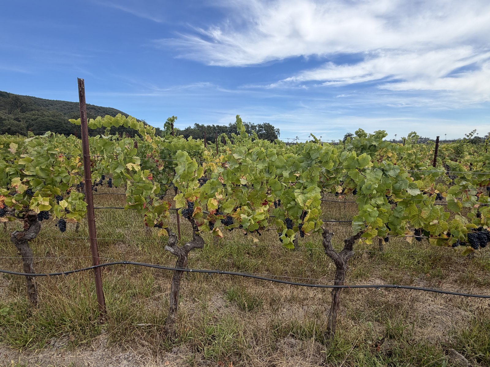 Gundlach Bundschu photo 10